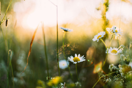 Thoughtful Spring Gift Ideas for Every Occasion